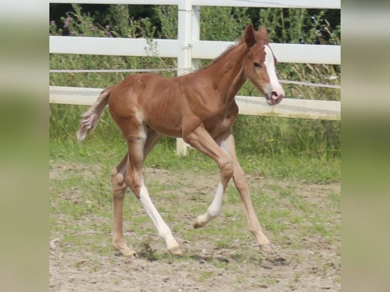 American Quarter Horse Hengst 1 Jaar Donkere-vos in Laubach