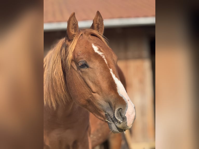 American Quarter Horse Hengst 1 Jaar Donkere-vos in Theilenhofen