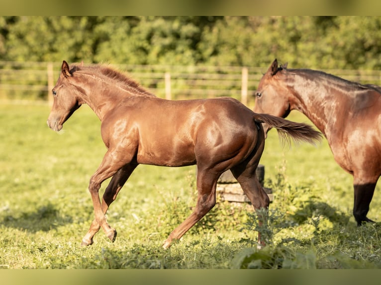 American Quarter Horse Hengst 1 Jaar Donkere-vos in Neunkirchen