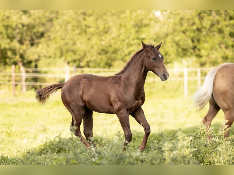 American Quarter Horse Hengst 1 Jaar Donkere-vos in Neunkirchen