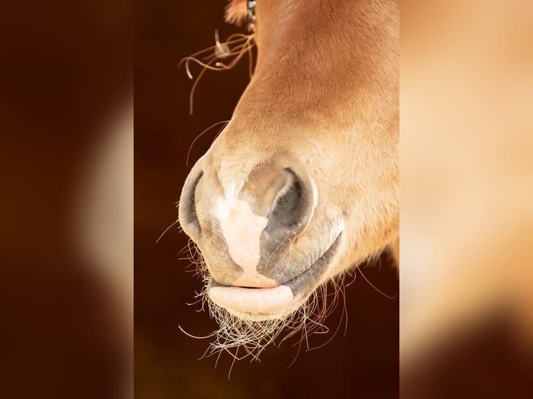 American Quarter Horse Hengst 1 Jaar Donkere-vos in Neunkirchen