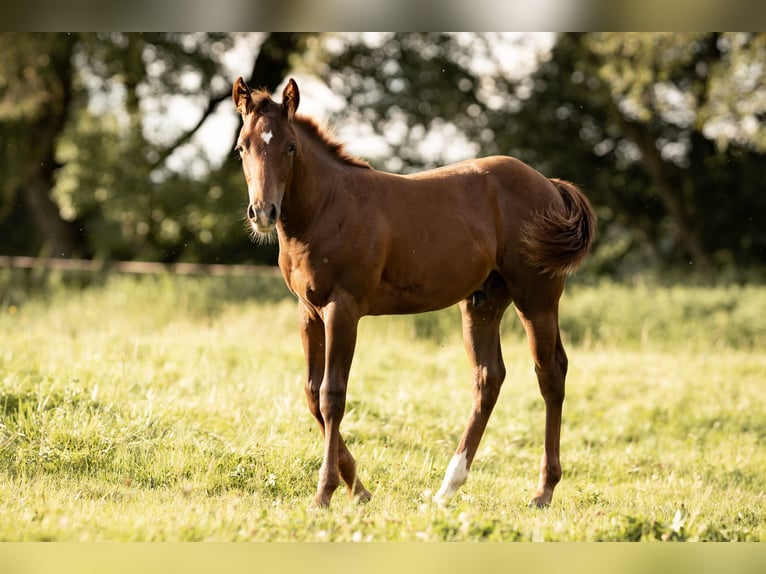 American Quarter Horse Hengst 1 Jaar Donkere-vos in Neunkirchen