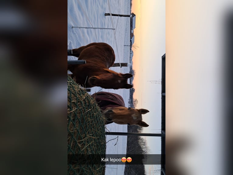 American Quarter Horse Hengst 1 Jaar Donkere-vos in Dobova