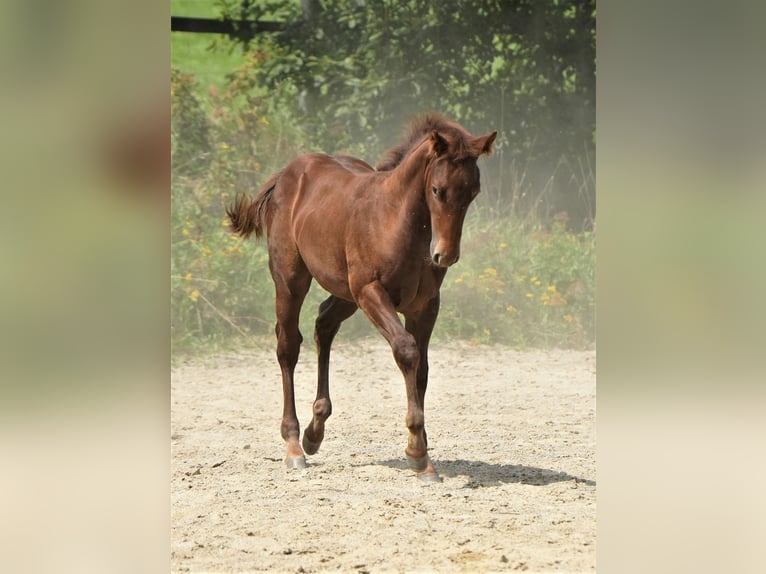 American Quarter Horse Hengst 1 Jaar Donkere-vos in Biberach an der Riß