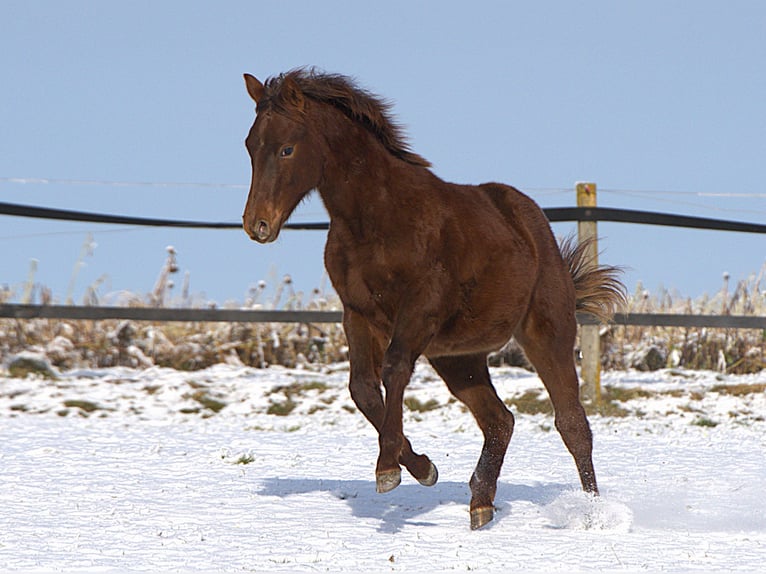 American Quarter Horse Hengst 1 Jaar Donkere-vos in Biberach an der Riß