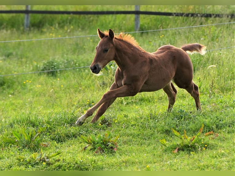 American Quarter Horse Hengst 1 Jaar Donkere-vos in Biberach an der Riß