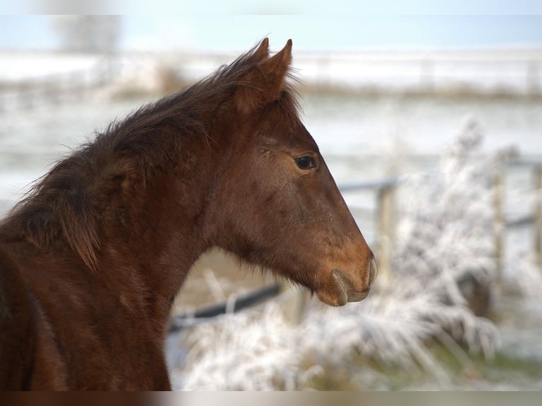 American Quarter Horse Hengst 1 Jaar Donkere-vos in Biberach an der Riß