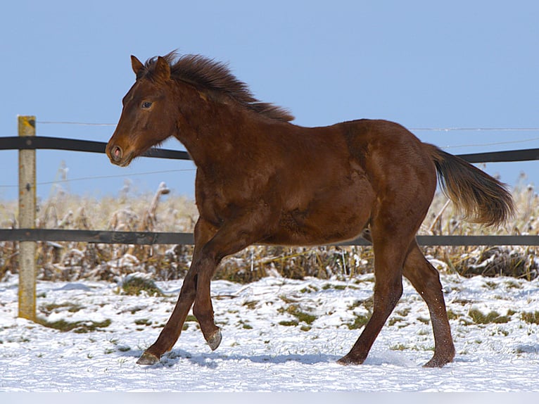 American Quarter Horse Hengst 1 Jaar Donkere-vos in Biberach an der Riß