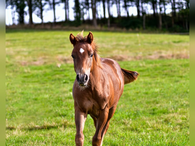 American Quarter Horse Hengst 1 Jaar Donkere-vos in Alfdorf