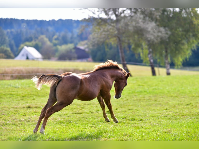 American Quarter Horse Hengst 1 Jaar Donkere-vos in Alfdorf