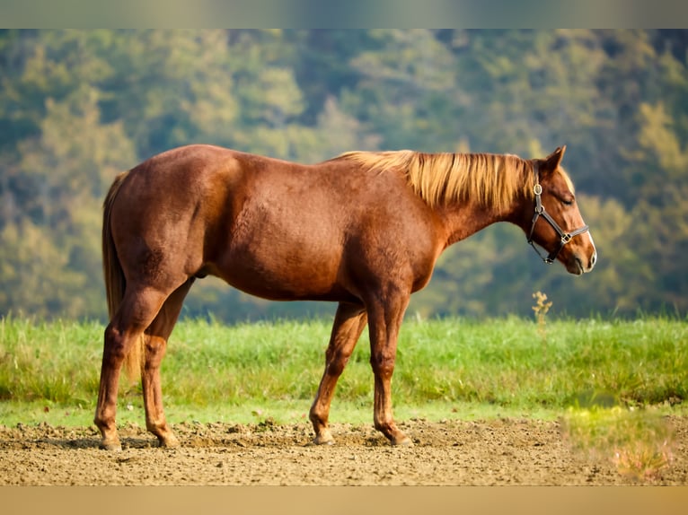 American Quarter Horse Hengst 1 Jaar Donkere-vos in München