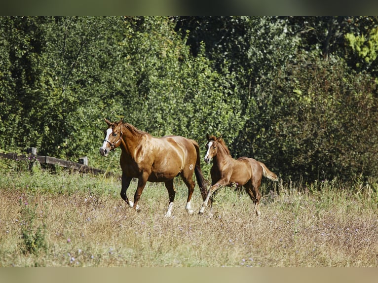 American Quarter Horse Hengst 1 Jaar Donkere-vos in München