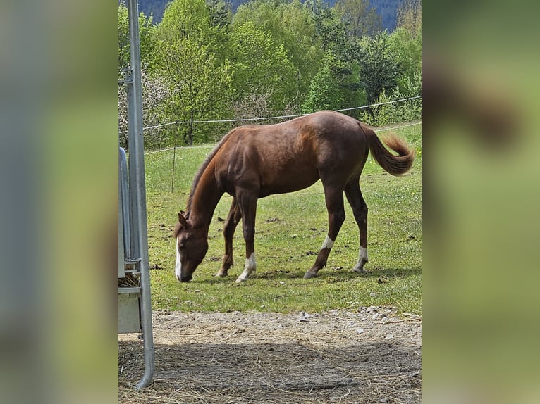 American Quarter Horse Hengst 1 Jaar Donkere-vos in Arnbruck