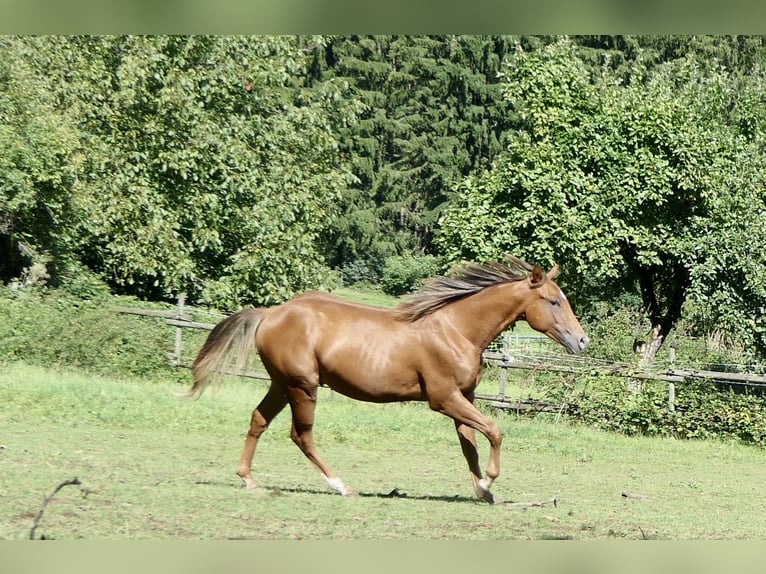 American Quarter Horse Hengst 1 Jaar Donkere-vos in Alfdorf