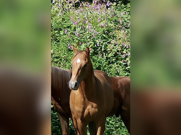 American Quarter Horse Hengst 1 Jaar Donkere-vos in Alfdorf