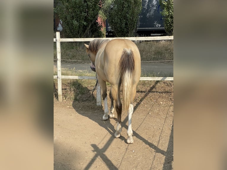 American Quarter Horse Hengst 1 Jaar Dunalino in Paupisi