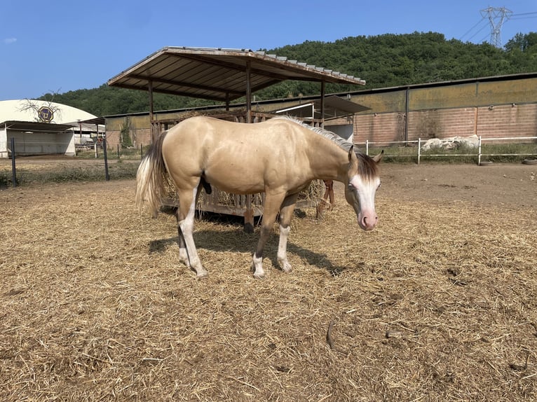 American Quarter Horse Hengst 1 Jaar Dunalino in Paupisi
