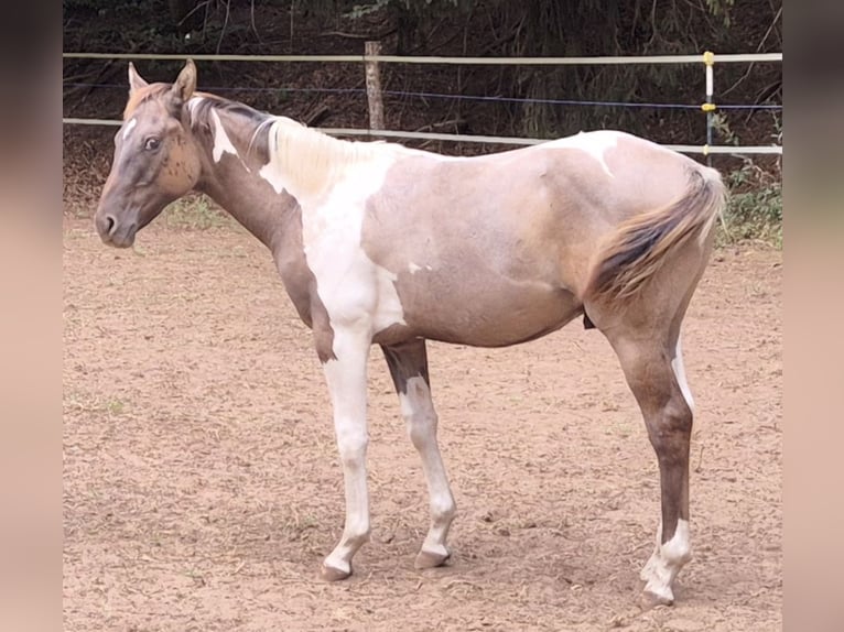 American Quarter Horse Mix Hengst 1 Jaar Gevlekt-paard in Heltersberg