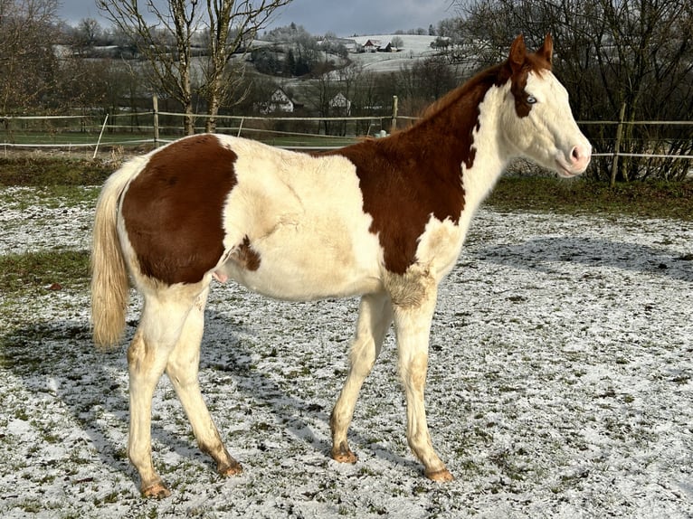 American Quarter Horse Hengst 1 Jaar Gevlekt-paard in Deggenhausertal