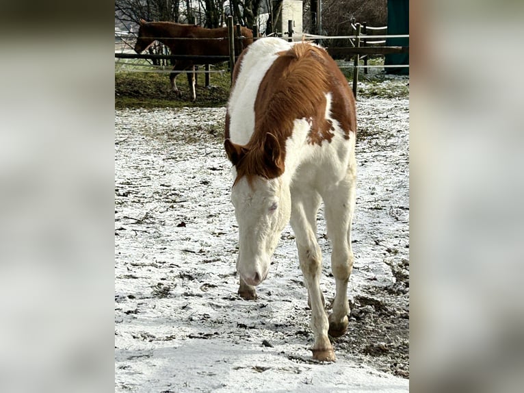 American Quarter Horse Hengst 1 Jaar Gevlekt-paard in Deggenhausertal