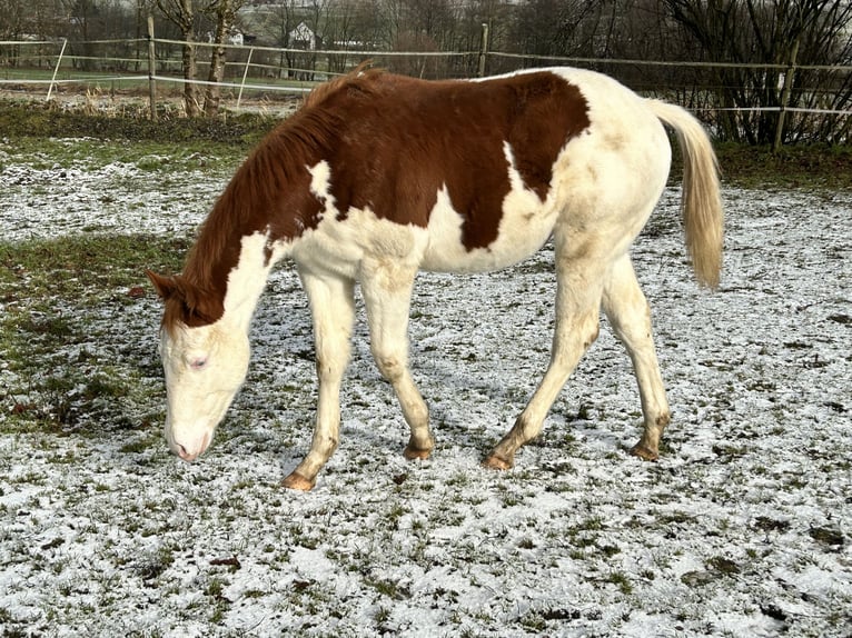 American Quarter Horse Hengst 1 Jaar Gevlekt-paard in Deggenhausertal