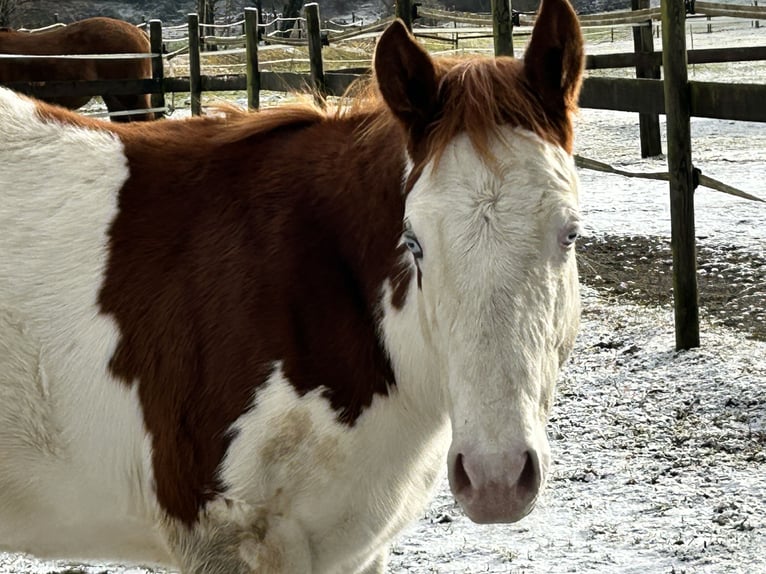 American Quarter Horse Hengst 1 Jaar Gevlekt-paard in Deggenhausertal