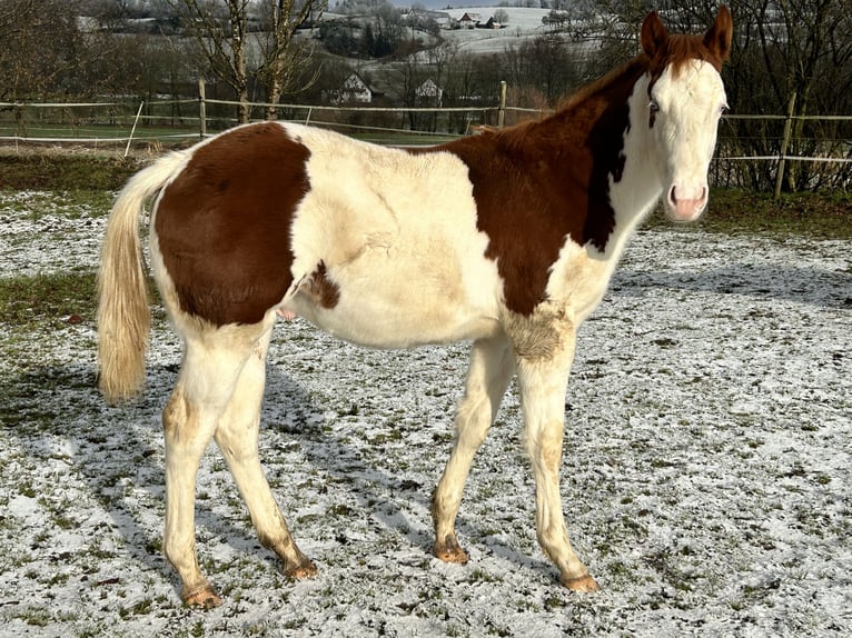 American Quarter Horse Hengst 1 Jaar Gevlekt-paard in Deggenhausertal