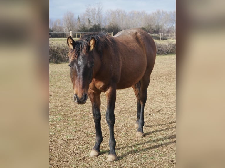 American Quarter Horse Hengst 1 Jaar Grullo in Mouriès