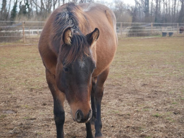 American Quarter Horse Hengst 1 Jaar Grullo in Mouriès