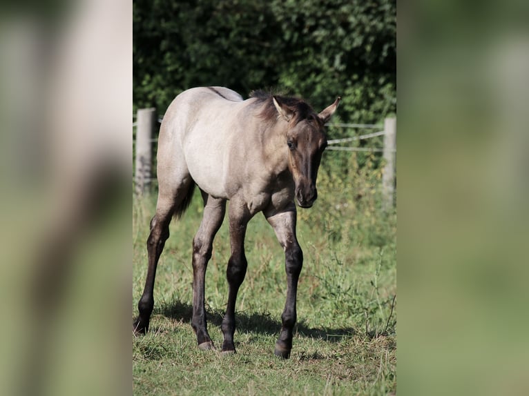 American Quarter Horse Hengst 1 Jaar Grullo in Falkensee