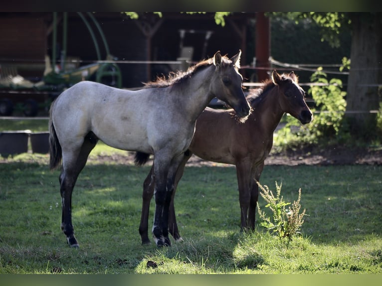 American Quarter Horse Hengst 1 Jaar Grullo in Falkensee