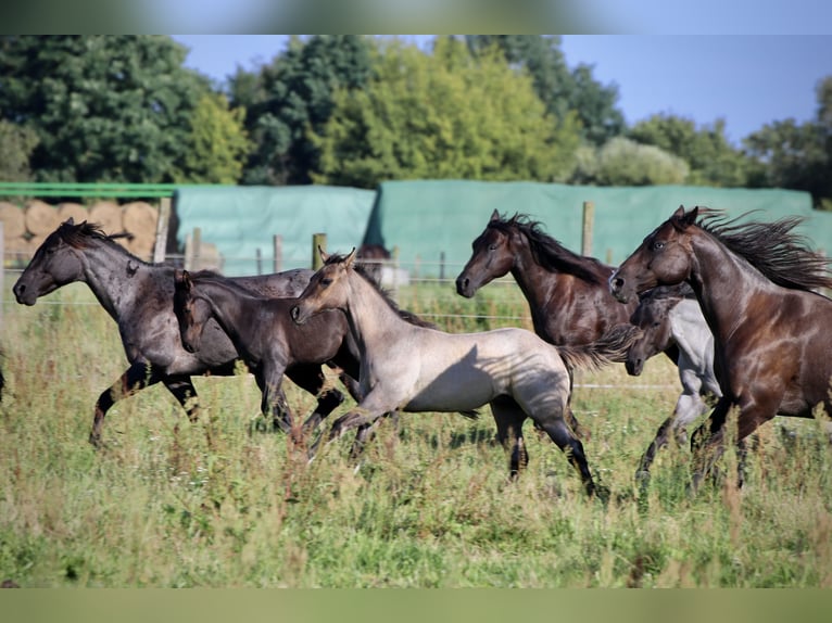 American Quarter Horse Hengst 1 Jaar Grullo in Falkensee