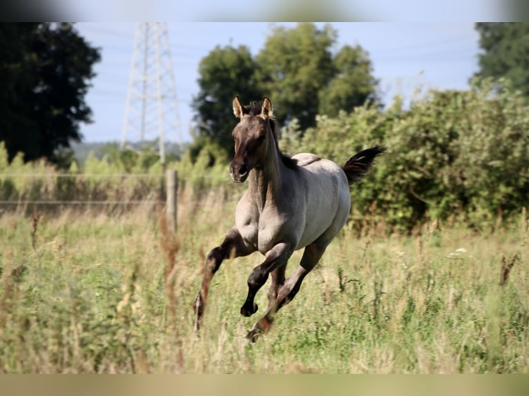 American Quarter Horse Hengst 1 Jaar Grullo in Falkensee