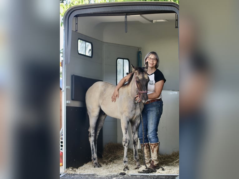 American Quarter Horse Hengst 1 Jaar Grullo in Falkensee