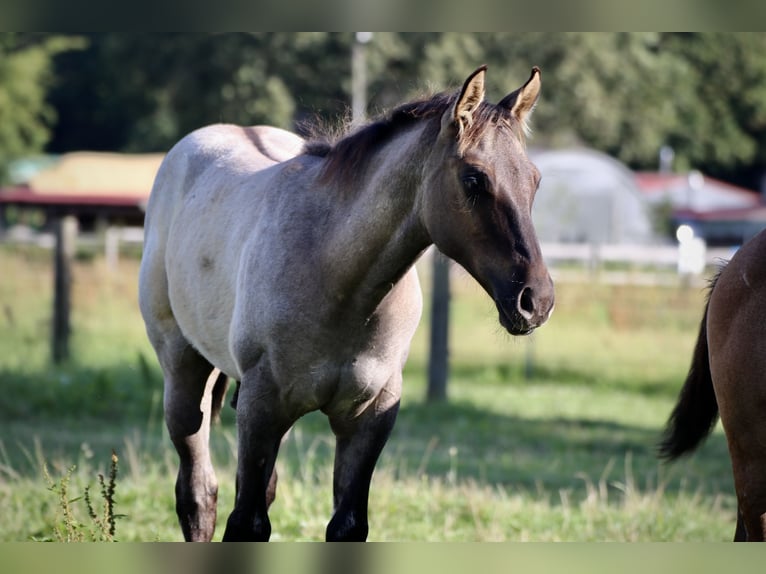 American Quarter Horse Hengst 1 Jaar Grullo in Falkensee