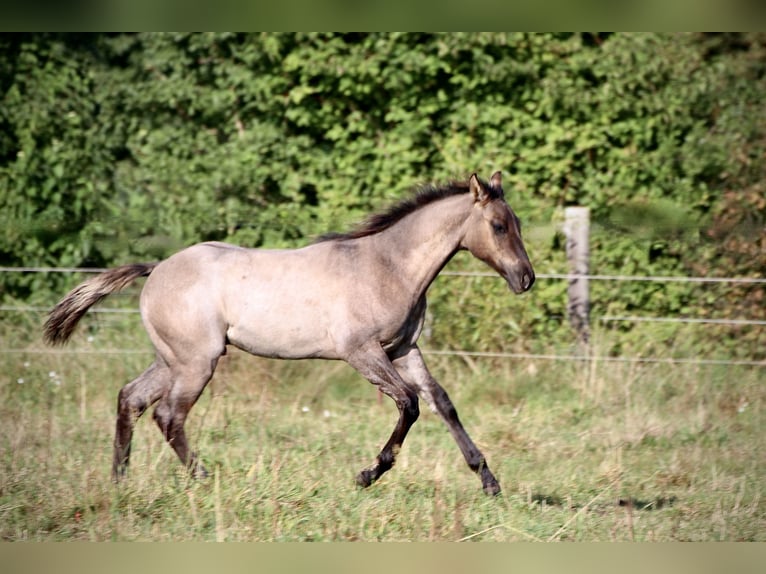 American Quarter Horse Hengst 1 Jaar Grullo in Falkensee