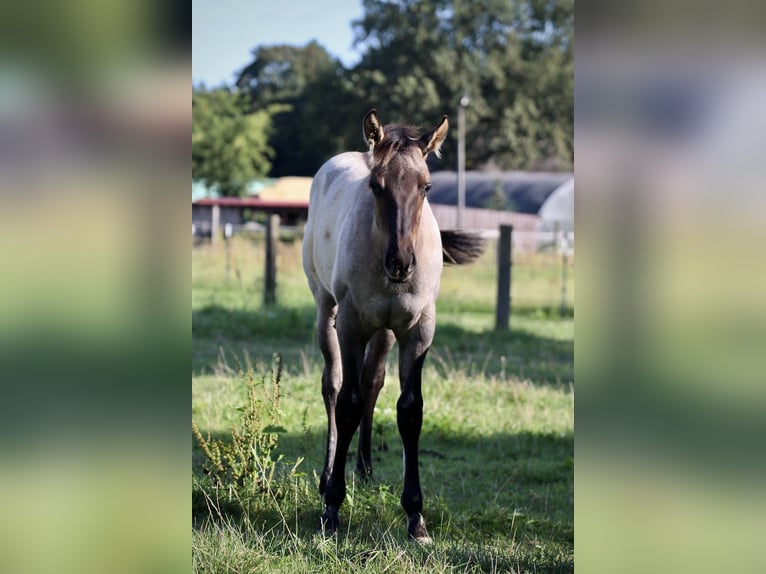 American Quarter Horse Hengst 1 Jaar Grullo in Falkensee