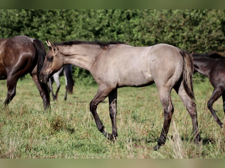 American Quarter Horse Hengst 1 Jaar Grullo in Falkensee