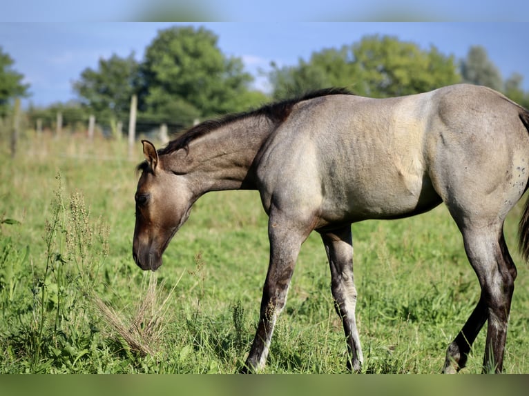 American Quarter Horse Hengst 1 Jaar Grullo in Falkensee