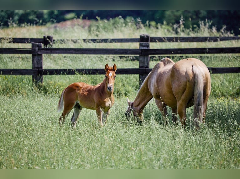 American Quarter Horse Hengst 1 Jaar Lichtbruin in München