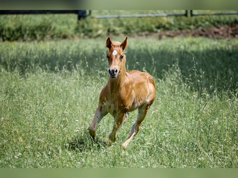 American Quarter Horse Hengst 1 Jaar Lichtbruin in München