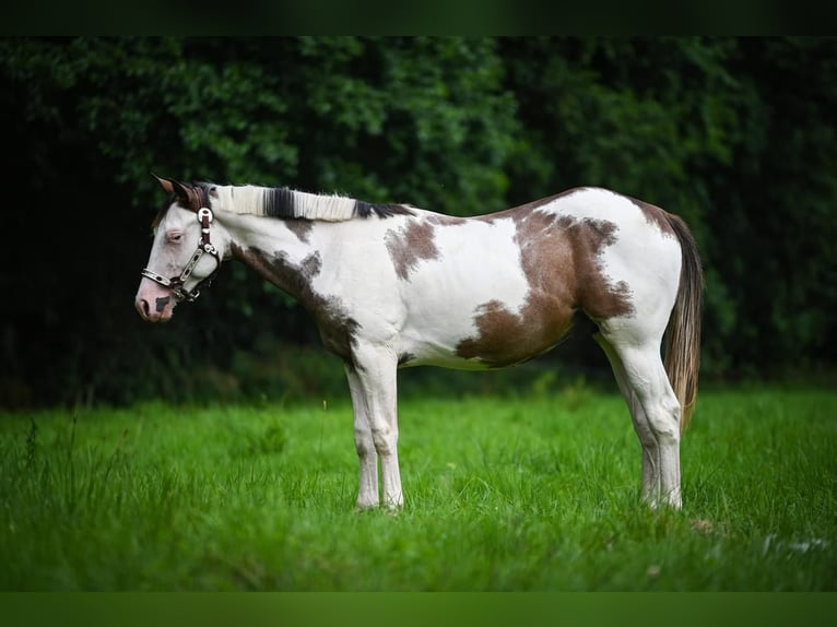 American Quarter Horse Hengst 1 Jaar Overo-alle-kleuren in Wrocław