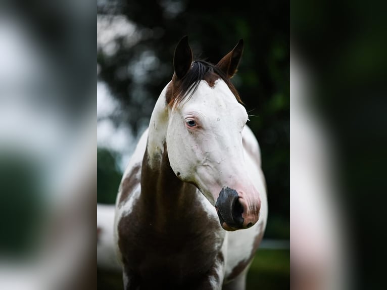 American Quarter Horse Hengst 1 Jaar Overo-alle-kleuren in Wrocław