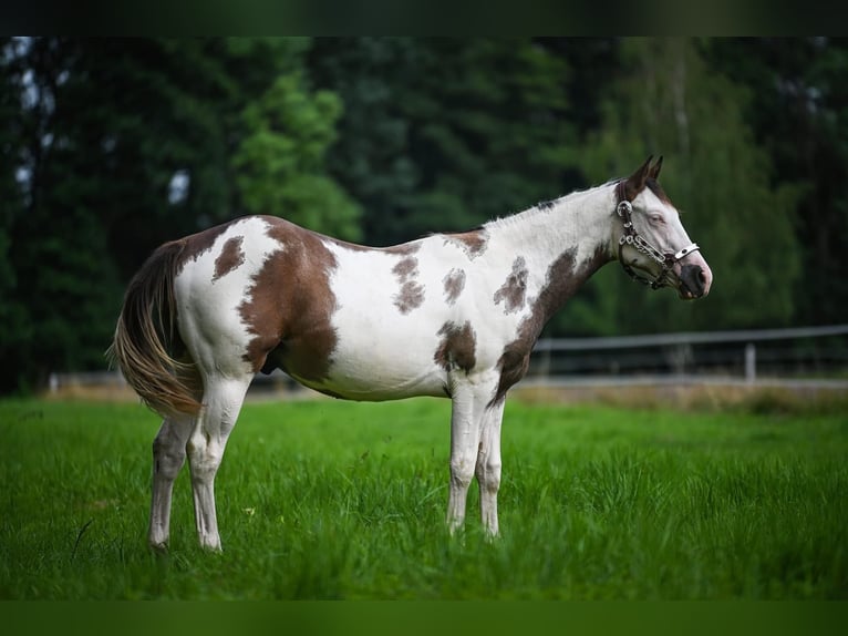 American Quarter Horse Hengst 1 Jaar Overo-alle-kleuren in Wrocław