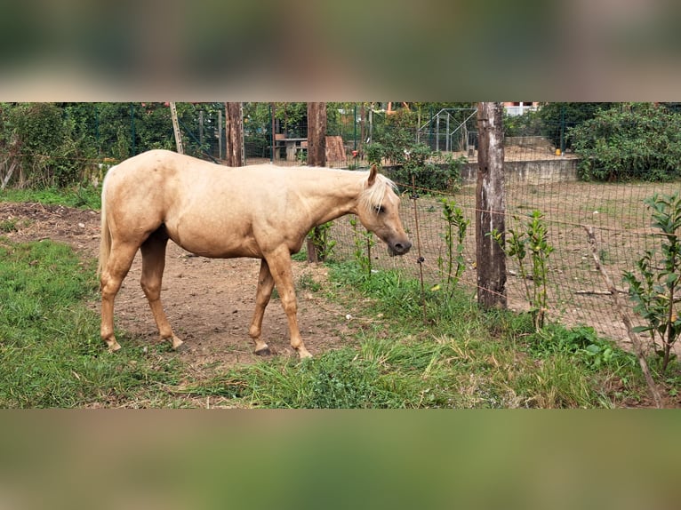 American Quarter Horse Hengst 1 Jaar Palomino in Cascina Elisa