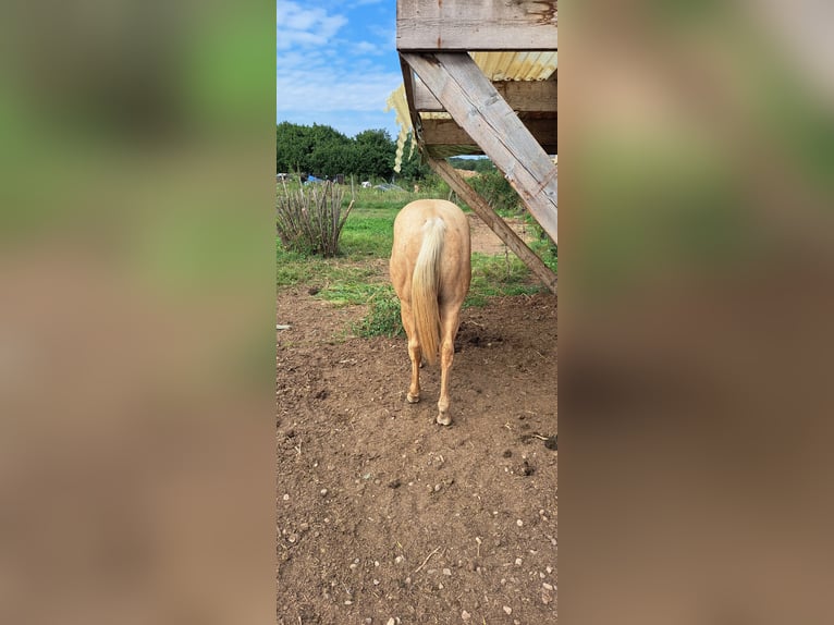 American Quarter Horse Hengst 1 Jaar Palomino in Cascina Elisa