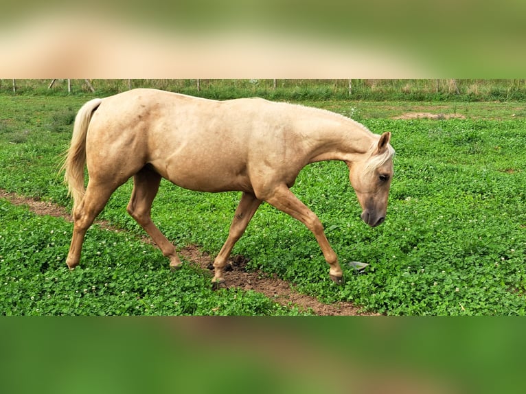 American Quarter Horse Hengst 1 Jaar Palomino in Cascina Elisa