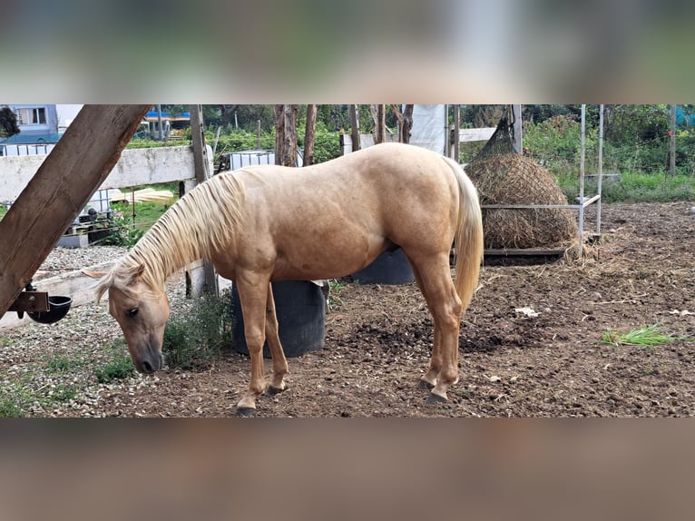 American Quarter Horse Hengst 1 Jaar Palomino in Cascina Elisa