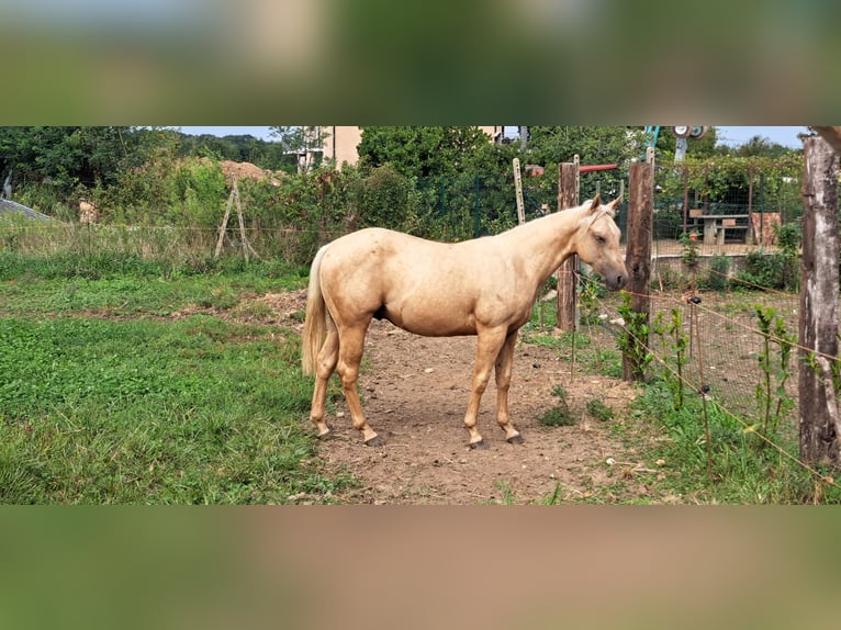 American Quarter Horse Hengst 1 Jaar Palomino in Cascina Elisa