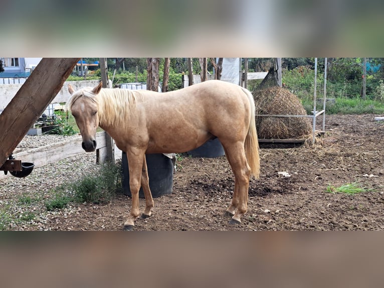 American Quarter Horse Hengst 1 Jaar Palomino in Cascina Elisa